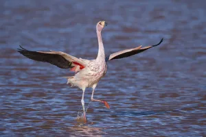 RF- James's flamingo (Phoenicoparrus jamesi) wings spread, taking off from water RF- James's flamingo (Phoenicoparrus jamesi) wings spread, taking off from water