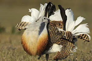 RF- Male Great bustard (Otis tarda) displaying, La Serena, Extremadura, Spain. April RF- Male Great bustard (Otis tarda) displaying, La Serena, Extremadura, Spain. April