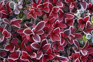 RF- Mountain bearberry (Arctous alpinus) covered in frost, Sarek National Park, Laponia RF- Mountain bearberry (Arctous alpinus) covered in frost, Sarek National Park, Laponia