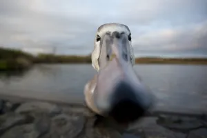 RF- Mute swan (Cygnus olor) close up peering at camera, juvenile. Fife, Scotland RF- Mute swan (Cygnus olor) close up peering at camera, juvenile. Fife, Scotland