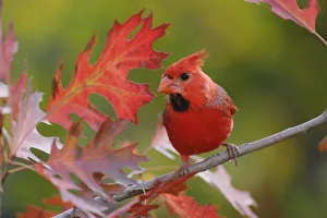 RF- Northern Cardinal (Cardinalis cardinalis) immature male perched on Texas Red Oak RF- Northern Cardinal (Cardinalis cardinalis) immature male perched on Texas Red Oak