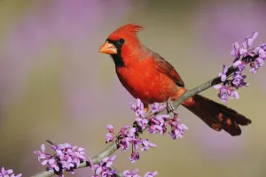 RF- Northern Cardinal (Cardinalis cardinalis) male perched on branch of flowering Eastern RF- Northern Cardinal (Cardinalis cardinalis) male perched on branch of flowering Eastern