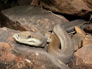 Snake Species Prints: RF - Olive python (Liasis olivaceus) likely a female owing to large size