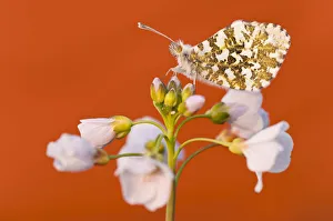 RF- Orange Tip butterfly (Anthocharis cardamines) female resting on Cuckooflower RF- Orange Tip butterfly (Anthocharis cardamines) female resting on Cuckooflower