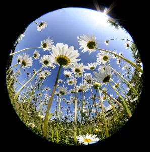 RF- Oxeye daisy (Leucanthemum vulgare) fish-eye lens. Devon, UK. June RF- Oxeye daisy (Leucanthemum vulgare) fish-eye lens. Devon, UK. June