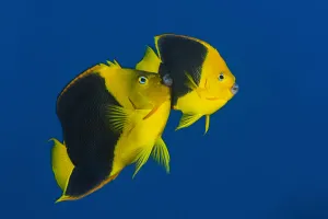 RF- Pair of Rock beauties (Holacanthus tricolor) spawning at dusk RF- Pair of Rock beauties (Holacanthus tricolor) spawning at dusk