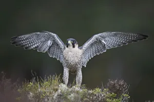 RF- Peregrine Falcon (Falco peregrinus) landing on moorland with its wings spread RF- Peregrine Falcon (Falco peregrinus) landing on moorland with its wings spread