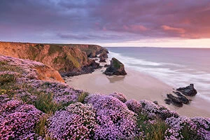 Prints for your Bathroom Collection: RF- Pink thrift (Armeria maritima) flowering on the coastal cliffs tops at Bedruthan Steps