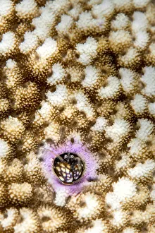 RF - Portrait of Coral hermit crab (Paguritta harmsi) living in a hard coral colony RF - Portrait of Coral hermit crab (Paguritta harmsi) living in a hard coral colony