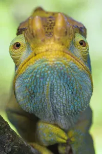 RF- Portrait of male Parson's Chameleon (Chamaeleo parsonii), Ranomafana National Park, South eastern Madagascar RF- Portrait of male Parson's Chameleon (Chamaeleo parsonii), Ranomafana National Park, South eastern Madagascar
