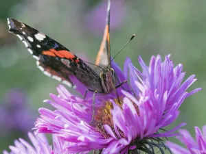 RF - Red admiral butterfly (Vanessa atalanta) on Michaelmas daises (Aster amellus RF - Red admiral butterfly (Vanessa atalanta) on Michaelmas daises (Aster amellus