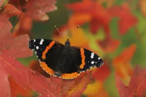 RF- Red Admiral butterfly (Vanessa atalanta) perched on Bigtooth Maple (Acer grandidentatum) RF- Red Admiral butterfly (Vanessa atalanta) perched on Bigtooth Maple (Acer grandidentatum)