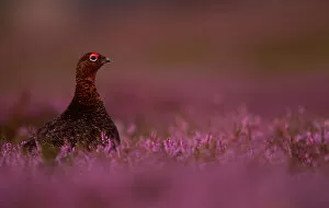 Images Dated 15th August 2016: RF - Red Grouse (Lagopus lagopus scotica) among heather. Scotland. August