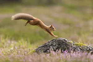 RF - Red Squirrel (Sciurus vulgaris) adult in summer coat leaping onto fallen log RF - Red Squirrel (Sciurus vulgaris) adult in summer coat leaping onto fallen log