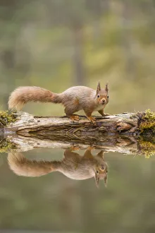 RF - Red Squirrel (Sciurus vulgaris), at woodland pond , Scotland, UK RF - Red Squirrel (Sciurus vulgaris), at woodland pond , Scotland, UK
