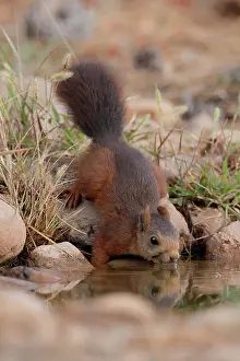 Eurasian Red Squirrel Images Prints: RF - Red squirrel (Sciurus vulgaris) drinking at pool