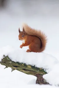 RF - Red Squirrel (Sciurus vulgaris) on log in snow. Scotland, UK. December RF - Red Squirrel (Sciurus vulgaris) on log in snow. Scotland, UK. December