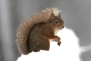 RF- Red squirrel (Sciurus vulgaris) portrait, in snow, Cairngorms National Park, Scotland RF- Red squirrel (Sciurus vulgaris) portrait, in snow, Cairngorms National Park, Scotland