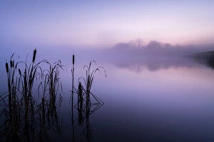 Prints for your Bathroom Collection: RF - Reedmace (Typha latifolia) silhouetted and reflected in lake at dawn