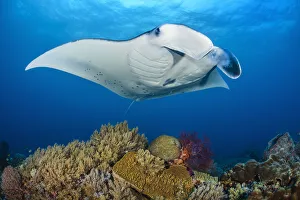 RF - Reef manta (Mobula alfredi) female swimming close to a coral reef, while Cleaner wrasse RF - Reef manta (Mobula alfredi) female swimming close to a coral reef, while Cleaner wrasse