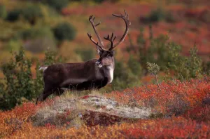 RF- Reindeer (Rangifer tarandus) feeding. Denali National Park, Alaska, USA RF- Reindeer (Rangifer tarandus) feeding. Denali National Park, Alaska, USA