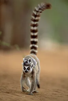 RF- Ring tailed lemur carrying young (Lemur catta). Madagascar RF- Ring tailed lemur carrying young (Lemur catta). Madagascar