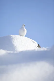 RF- Rock ptarmigan (Lagopus mutus) standing on boulder, camouflaged against snow in RF- Rock ptarmigan (Lagopus mutus) standing on boulder, camouflaged against snow in