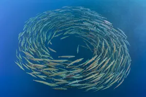RF- School of Blackfin barracuda (Sphyraena qenie) forming circle in open water at Shark RF- School of Blackfin barracuda (Sphyraena qenie) forming circle in open water at Shark