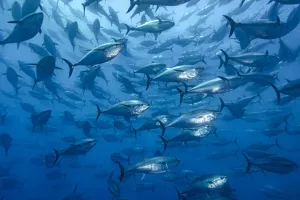 RF - School of large Atlantic bluefin tuna (Thunnus thynnus) captive in a growing pen RF - School of large Atlantic bluefin tuna (Thunnus thynnus) captive in a growing pen