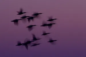 RF- Small group of Pink-footed geese (Anser brachyrhynchus) in flight at dawn, The Wash Estuary RF- Small group of Pink-footed geese (Anser brachyrhynchus) in flight at dawn, The Wash Estuary