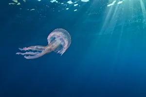 RF- Small jellyfish (Pelagia noctiluca) swimming beneath surface RF- Small jellyfish (Pelagia noctiluca) swimming beneath surface