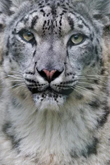 RF - Snow leopard (Panthera uncia) female, portrait, captive RF - Snow leopard (Panthera uncia) female, portrait, captive