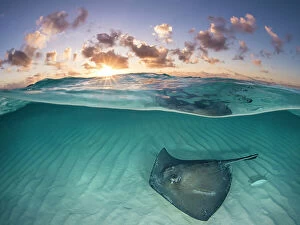 Prints for your Bathroom Collection: RF - Southern stingray (Dasyatis americana) swimming over sand in shallow water at dawn