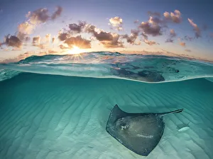 RF - Southern stingray (Dasyatis americana) swimming over sand in shallow water at dawn RF - Southern stingray (Dasyatis americana) swimming over sand in shallow water at dawn