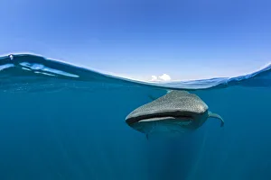 RF - Split level photo of a Whale shark (Rhincodon typus) feeding at the surface RF - Split level photo of a Whale shark (Rhincodon typus) feeding at the surface