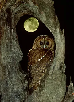 RF- Tawny owl with moon behind (Strix aluco), UK RF- Tawny owl with moon behind (Strix aluco), UK