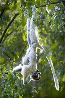 RF- Verreauxs sifaka lemur (Propithecus verreauxi) hanging from branch while RF- Verreauxs sifaka lemur (Propithecus verreauxi) hanging from branch while