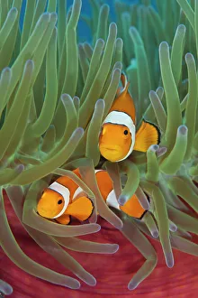 RF- Western clownfish (Amphiprion oceallaris) in Magnificent sea anemone (Heteractis magnifica) RF- Western clownfish (Amphiprion oceallaris) in Magnificent sea anemone (Heteractis magnifica)