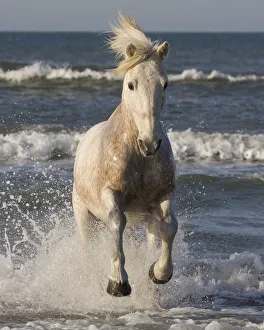 RF- White horse of the Camargue, running from sea. Camargue, Southern France RF- White horse of the Camargue, running from sea. Camargue, Southern France