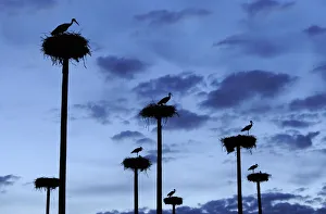 RF- White storks (Ciconia ciconia) nesting on poles erected by the city of Caceres in Extremadura RF- White storks (Ciconia ciconia) nesting on poles erected by the city of Caceres in Extremadura