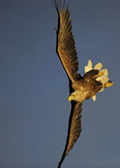 RF- White-tailed Sea Eagle (Haliaeetus albicilla) turning in flight, Flatanger, Norway RF- White-tailed Sea Eagle (Haliaeetus albicilla) turning in flight, Flatanger, Norway
