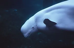 RF- White whale / Beluga (Delphinapterus leucas), head portrait RF- White whale / Beluga (Delphinapterus leucas), head portrait