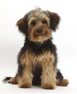 RF- Yorkipoo dog, Yorkshire terrier cross Poodle, Oscar, age 6 months RF- Yorkipoo dog, Yorkshire terrier cross Poodle, Oscar, age 6 months