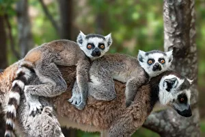 RF- Young Ring-tailed lemurs (Lemur catta) carried on mother's back, Madagascar RF- Young Ring-tailed lemurs (Lemur catta) carried on mother's back, Madagascar