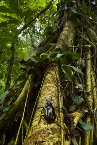 Rhinoceros beetle (Chalcosoma moellenkampi) climbing up tree trunk, Danum Valley Reserve Rhinoceros beetle (Chalcosoma moellenkampi) climbing up tree trunk, Danum Valley Reserve