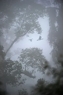 Rhinoceros hornbills (Buceros rhinoceros) pair flying over the canopy with mist hanging Rhinoceros hornbills (Buceros rhinoceros) pair flying over the canopy with mist hanging