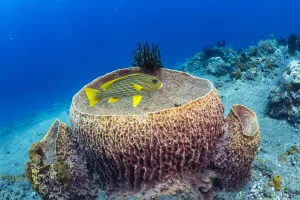 Ribbon sweetlips (Plectorhinchus polytaenia) at Giant barrel sponge (Xestospongia muta Ribbon sweetlips (Plectorhinchus polytaenia) at Giant barrel sponge (Xestospongia muta