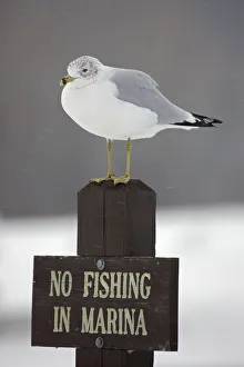 Ring-billed Gull (Larus delawarensis) perched on a 'No Fishing' sign, New York Ring-billed Gull (Larus delawarensis) perched on a 'No Fishing' sign, New York