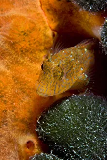 Ringneck blenny (Parablennius pilicornis) Larvotto Marine Reserve, Monaco, Mediterranean Sea Ringneck blenny (Parablennius pilicornis) Larvotto Marine Reserve, Monaco, Mediterranean Sea