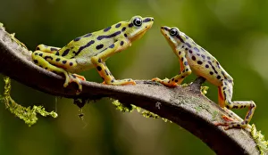 Rio pescado harlequin toad (Atelopus balios) pair on branch, female on the left, Azuay Rio pescado harlequin toad (Atelopus balios) pair on branch, female on the left, Azuay